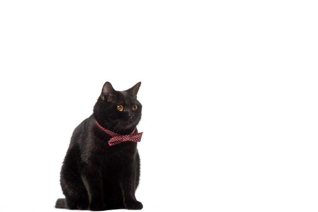 black british shorthair cat in bow tie looking away isolated on white background  - Photo, Image