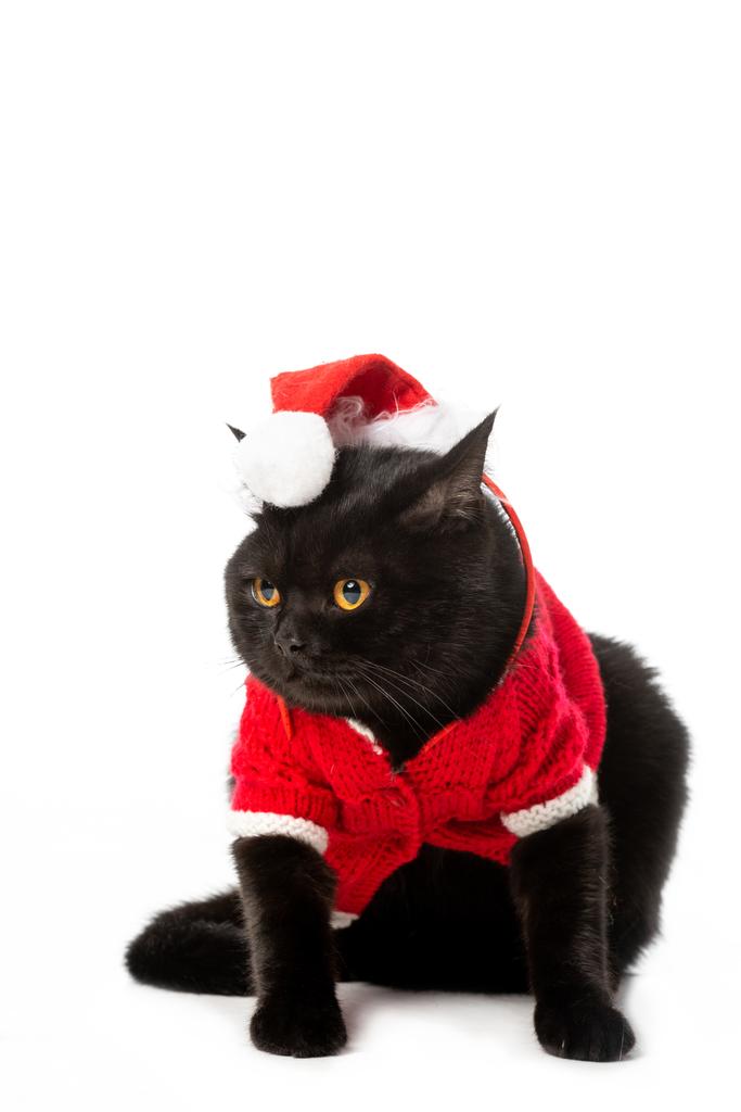 чарівні чорний Британська короткошерста кішка в Різдво безрукавка і Панама дивитися вбік ізольовані на білому тлі  - Фото, зображення