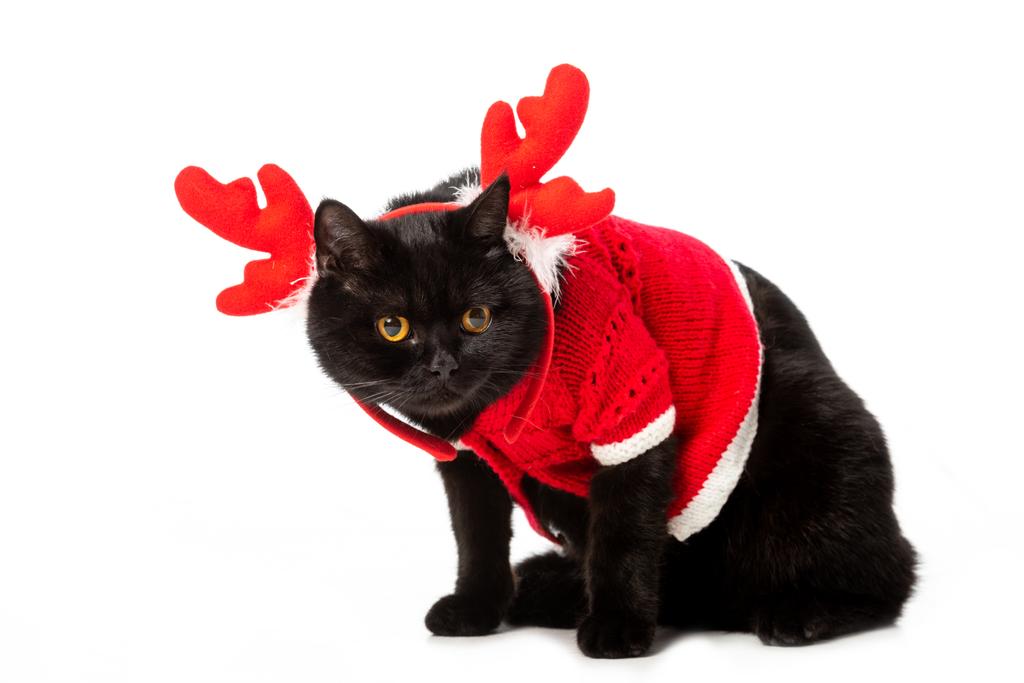 χαριτωμένο μαύρο Βρεταννόs στενογραφία γάτα Χριστούγεννα γιλέκο και κέρατα που απομονώνονται σε λευκό φόντο  - Φωτογραφία, εικόνα
