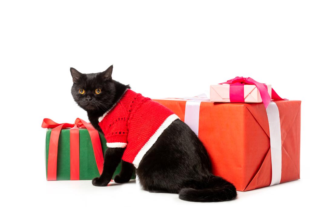 studio shot of black british shorthair cat in christmas vest near gift boxes isolated on white background  - Photo, Image