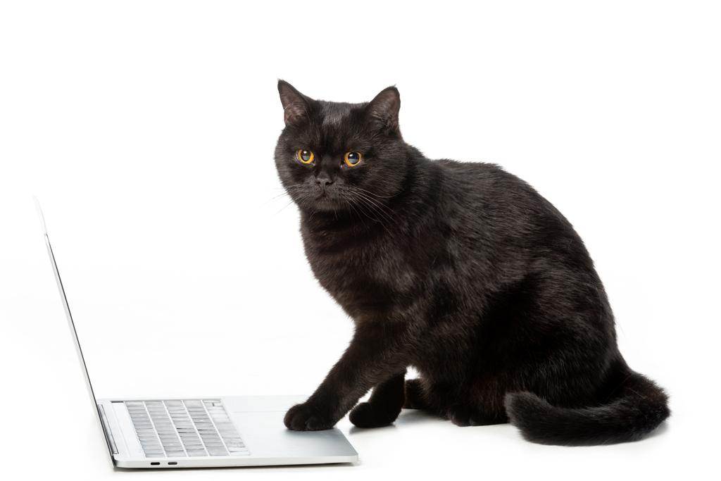 白い背景で隔離のラップトップを使用して愛らしい黒ブリティッシュショートヘアの猫  - 写真・画像