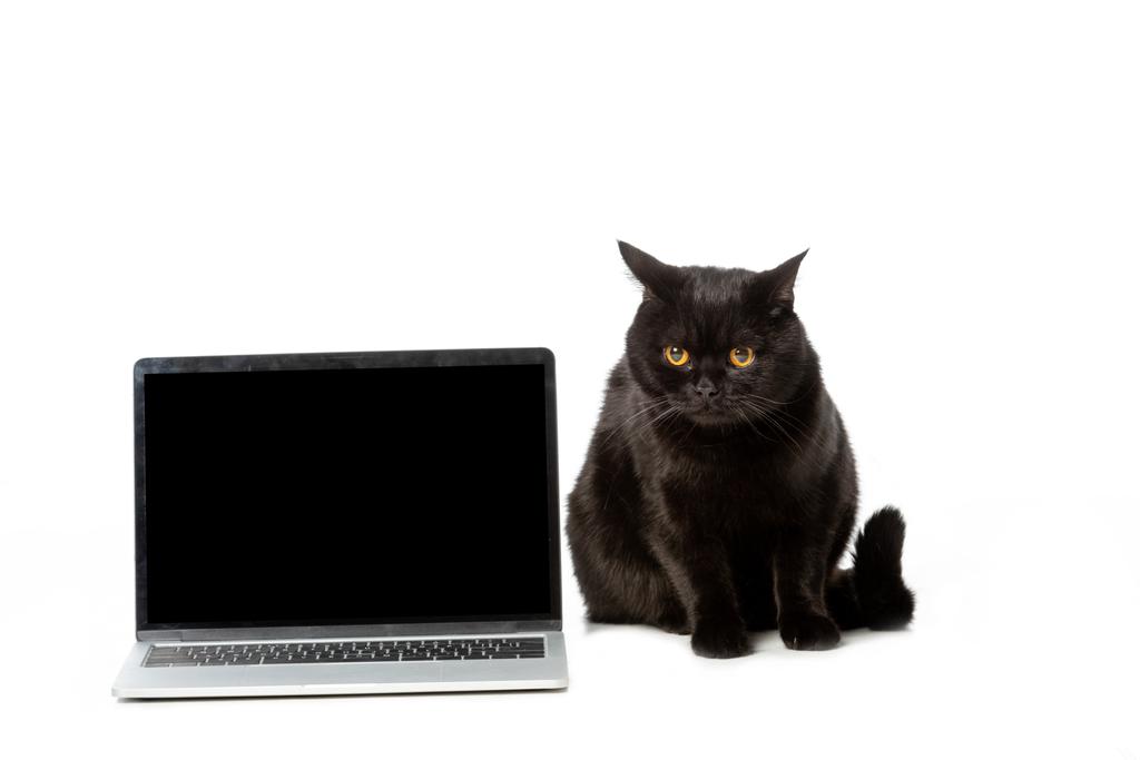 schattig zwarte Brits korthaar kat zitten in de buurt van laptop met leeg scherm geïsoleerd op witte achtergrond  - Foto, afbeelding