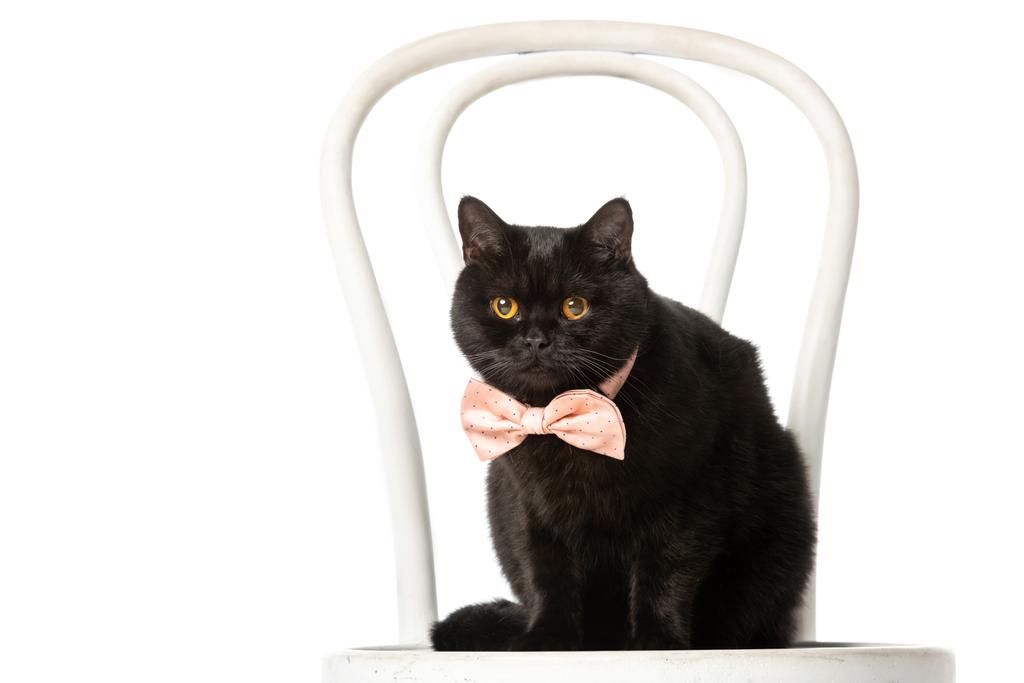 白い背景で隔離の椅子に座っているピンクの蝶ネクタイで愛らしい黒ブリティッシュショートヘアの猫  - 写真・画像