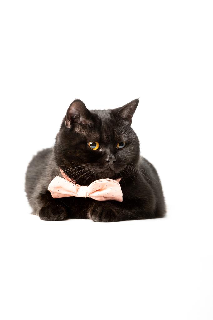 zabawny czarny Brytyjski Stenografia kot w różowy muszka na białym tle  - Zdjęcie, obraz