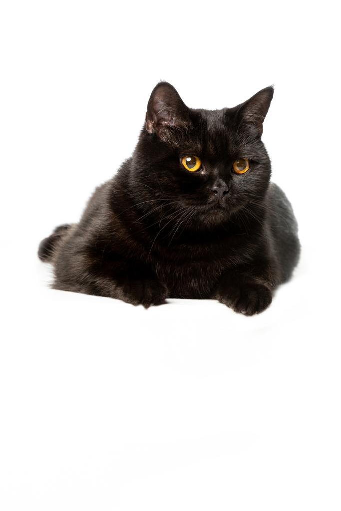 白い背景に分離された黒ブリティッシュショートヘアの猫 ロイヤリティフリー写真 画像素材
