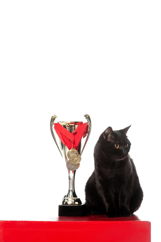 imádnivaló fekete brit Rövidszőrű macska arany trófea kupa közelében ült és nézett el a elszigetelt fehér háttér  - Fotó, kép