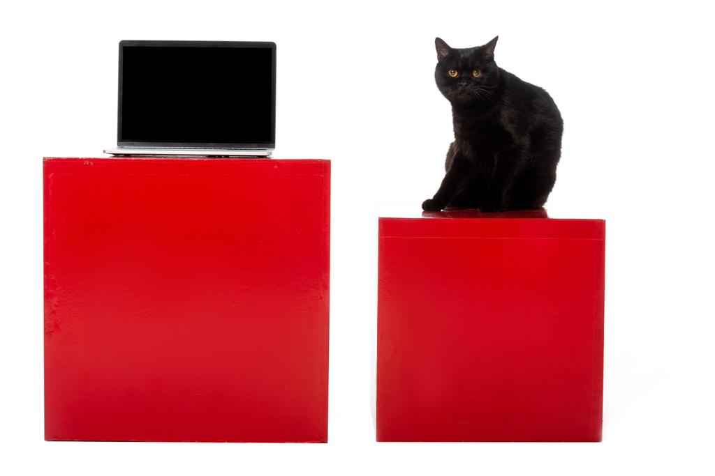 schattig zwarte Brits korthaar kat, zittend op de rode kubus in de buurt van laptop met leeg scherm geïsoleerd op witte achtergrond  - Foto, afbeelding