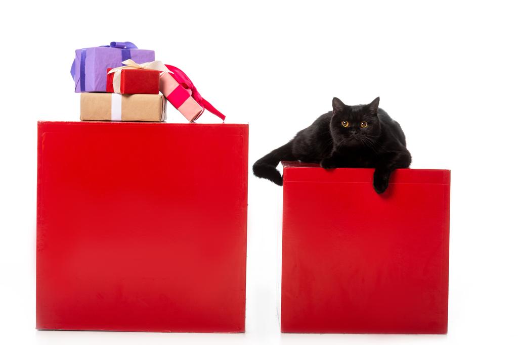 bonito preto britânico shorthair gato que coloca no cubo vermelho perto de caixas de presente isolado no fundo branco
  - Foto, Imagem