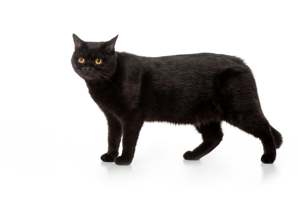 adorável preto britânico shorthair gato de pé isolado no fundo branco
  - Foto, Imagem