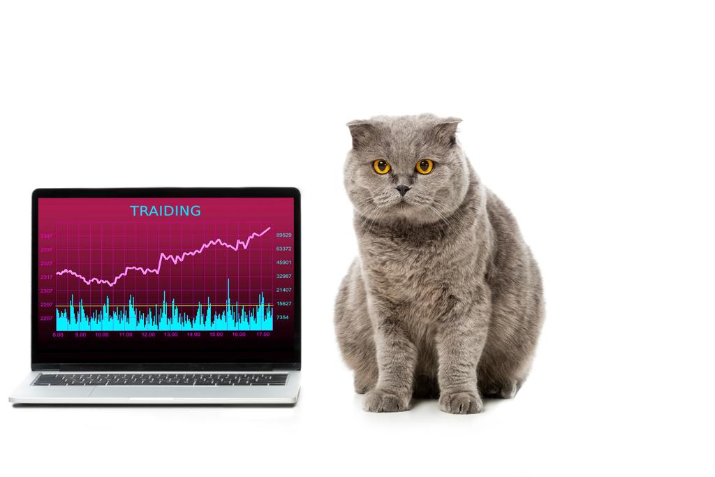 leuke grijze Brits korthaar kat in de buurt van laptop met handel op scherm geïsoleerd op witte achtergrond  - Foto, afbeelding