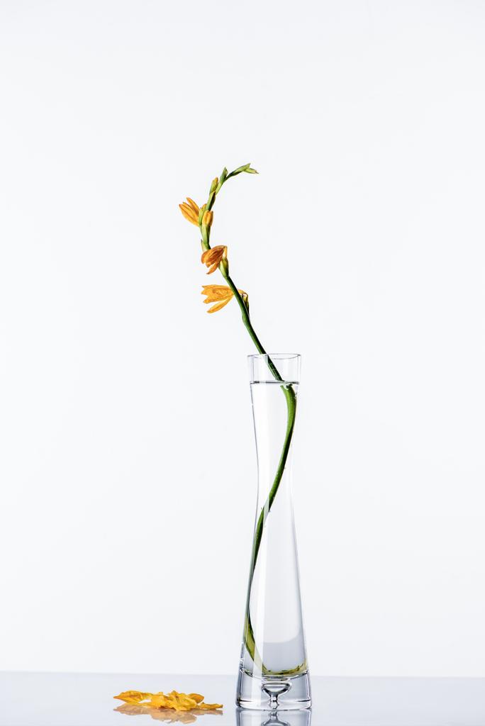 όμορφη πορτοκαλί κρίνο λουλούδια σε διάφανο βάζο και πέταλα σε λευκή επιφάνεια  - Φωτογραφία, εικόνα