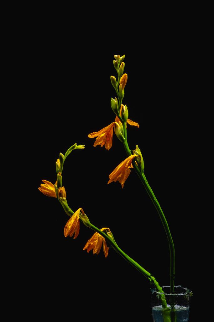 orange lily flowers and buds on green stems in transparent vase isolated on black  - Photo, Image