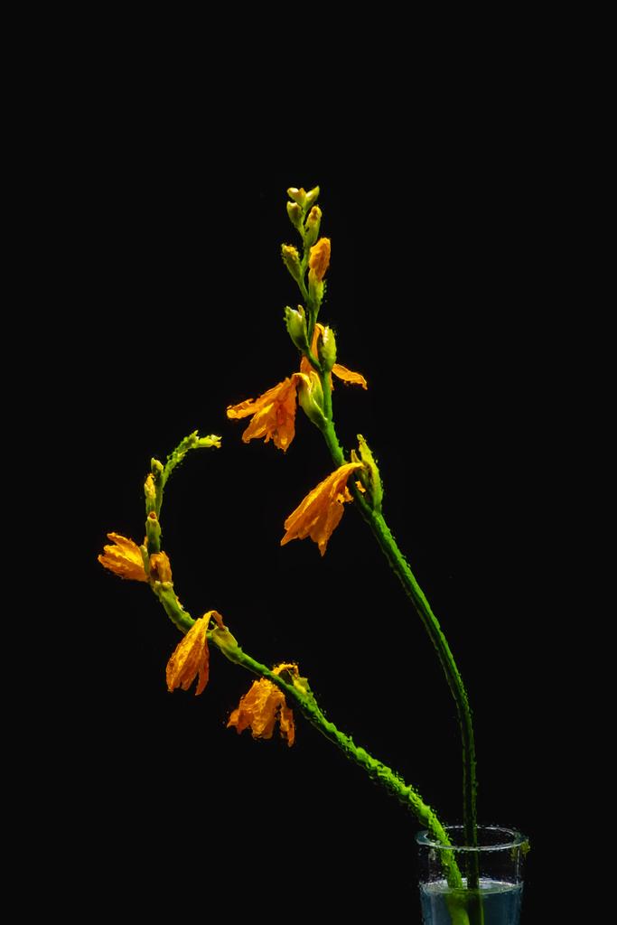 natte oranje lelie bloemen en knoppen op groene stengels in transparante vaas geïsoleerd op zwart  - Foto, afbeelding