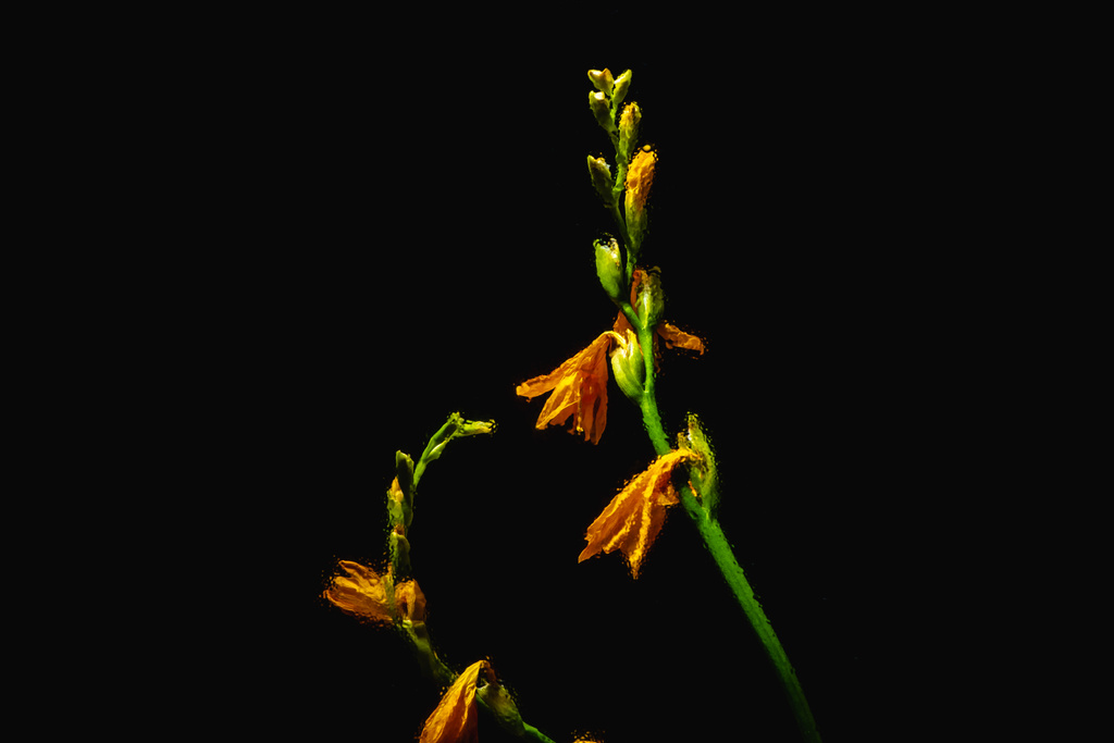 beautiful orange lily flowers and buds on green stems isolated on black background - Photo, Image