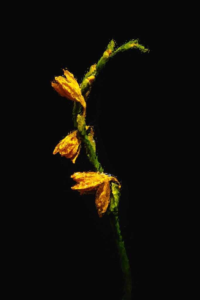 vista close-up de belas flores de lírio laranja molhado e botões isolados em preto
  - Foto, Imagem