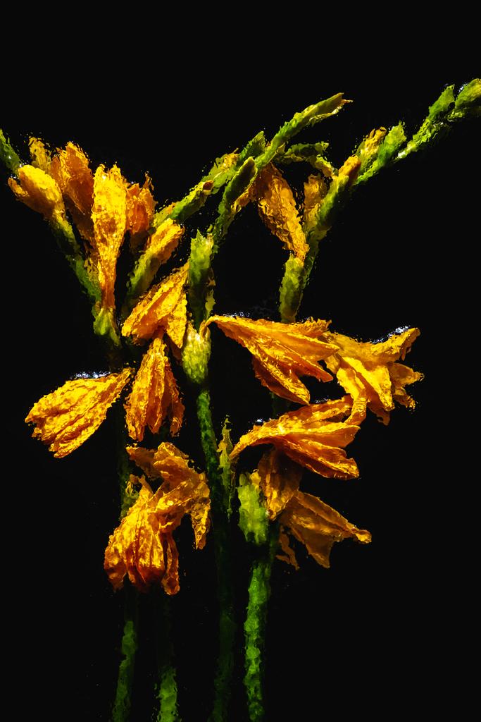 güzel çiçek açan ıslak turuncu lily çiçekler ve siyahta izole tomurcukları   - Fotoğraf, Görsel
