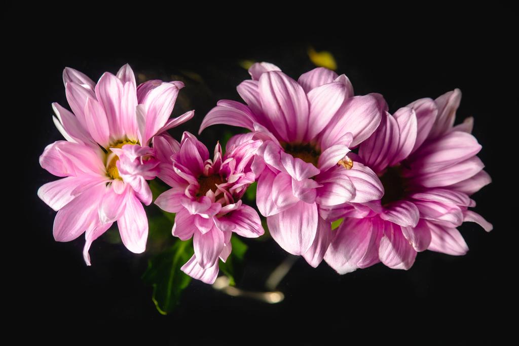 黒に分離された美しいピンク色の花のクローズ アップ ビュー  - 写真・画像