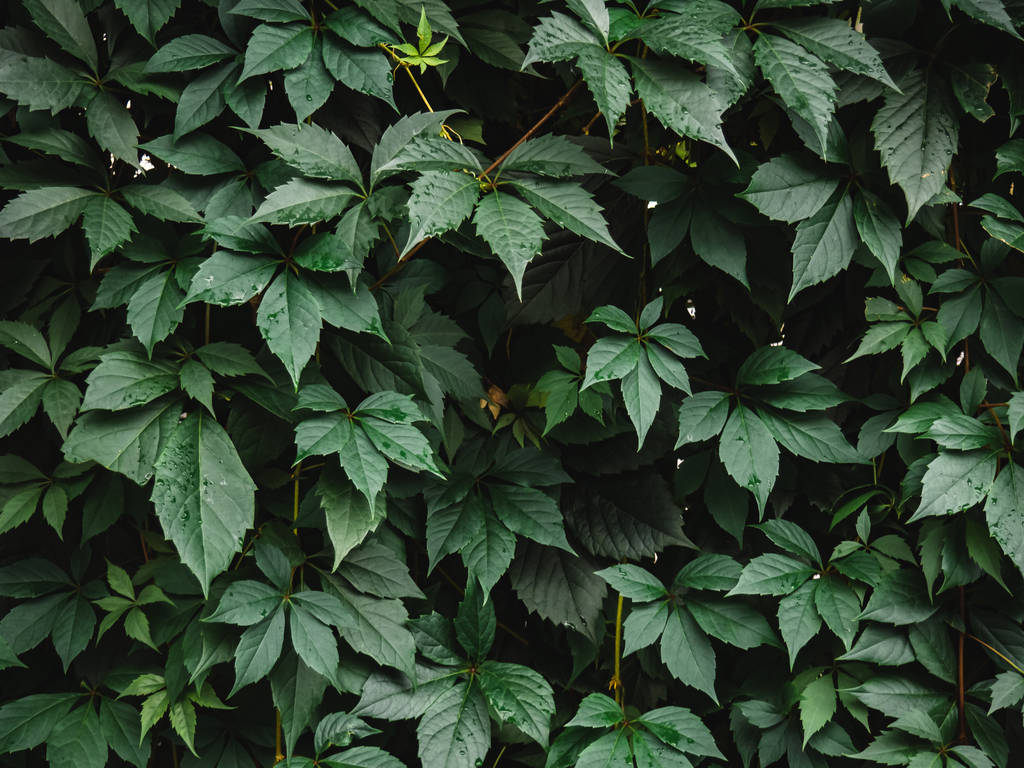 Φυσικό υπόβαθρο σκούρα πράσινα φύλλα. Επίπεδη - Φωτογραφία, εικόνα