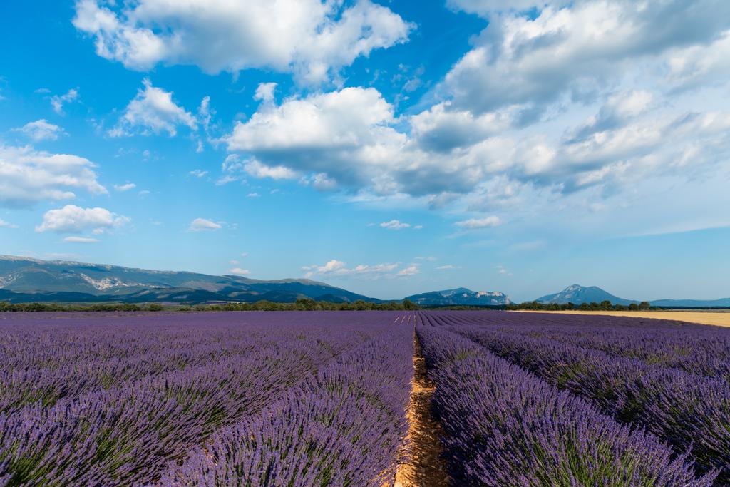 festői táj, gyönyörű levendula mező és a távoli hegyek, Provence, Franciaország - Fotó, kép