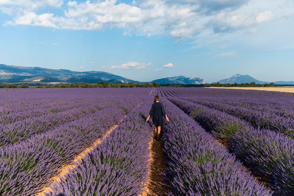 back view of girl walking between rows of blooming lavender flowers in provence, france - Photo, Image