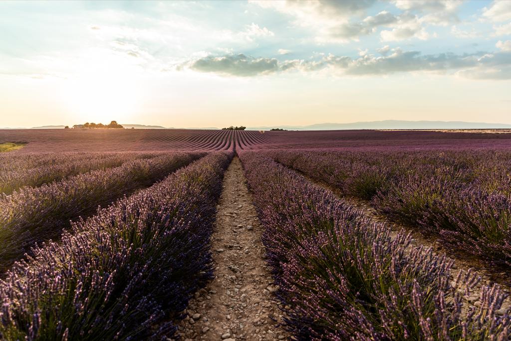 日没、プロヴァンス、フランスで耕されたフィールドで美しく咲く lavendes  - 写真・画像