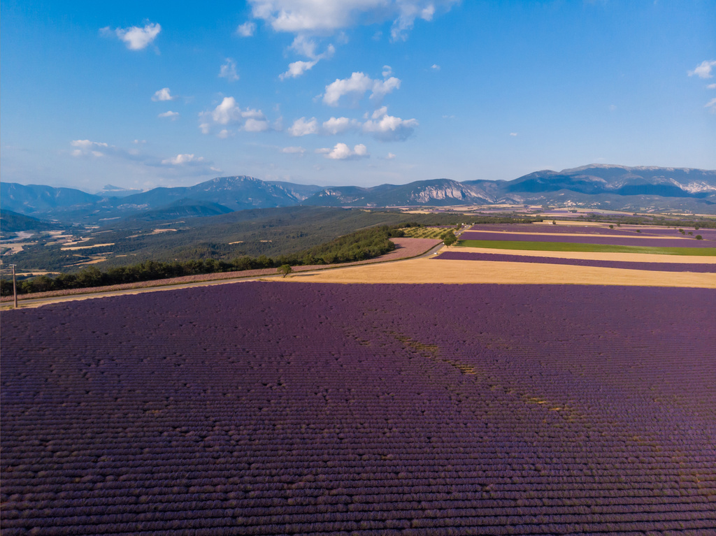 воздушный вид на красивые культивируемые поля лаванды и горы в провинции, Франция
 - Фото, изображение