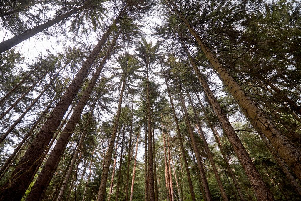 χαμηλή γωνία προβολής των δέντρων σε όμορφο δάσος Bastei, Γερμανία - Φωτογραφία, εικόνα