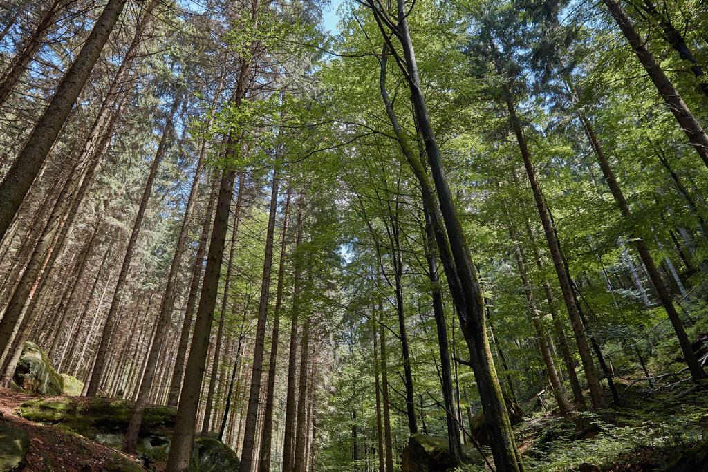 niski kąt widzenia zielonych drzew w pięknym lesie w Bastei, Niemcy - Zdjęcie, obraz