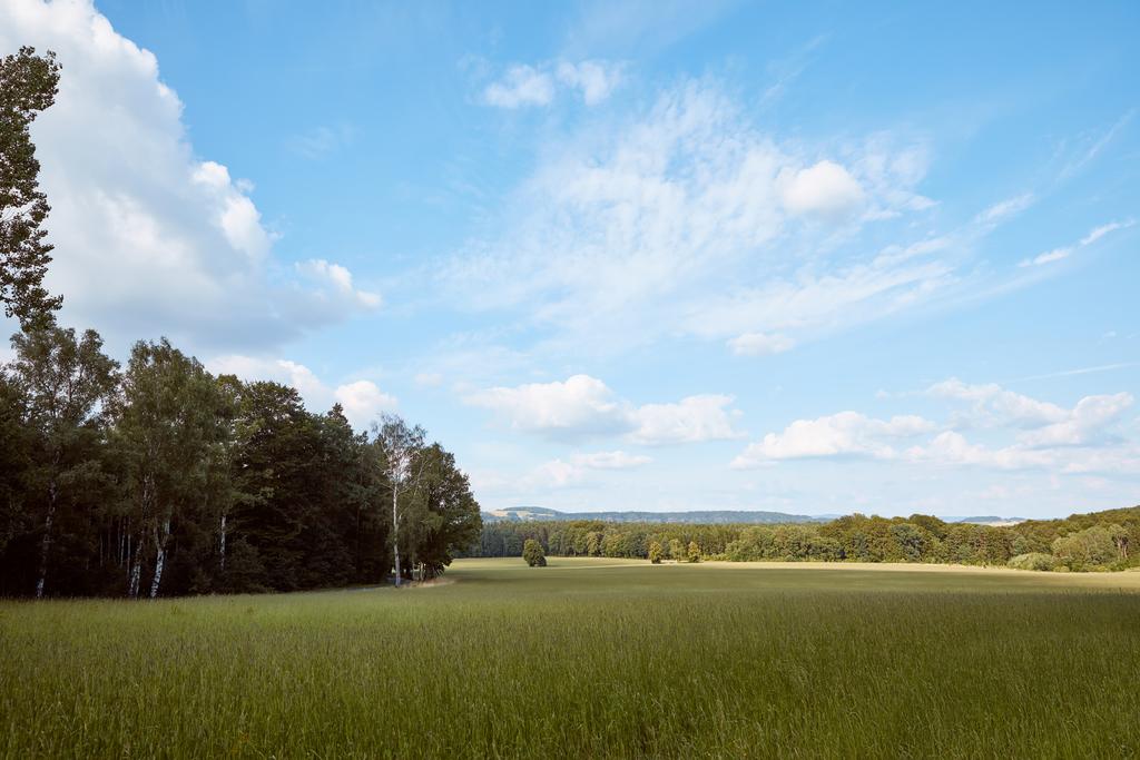 Grünes Gras auf Feld, Bäume und blauer Himmel in Bad Schandau - Foto, Bild