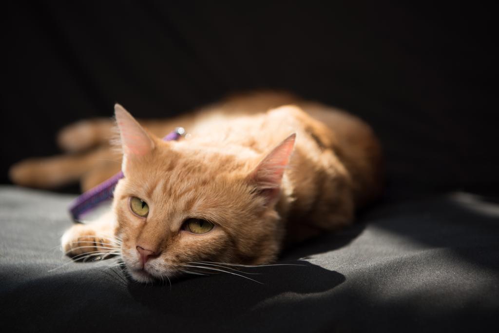 αξιολάτρευτο κόκκινο γάτα ξαπλωμένη και κοιτάζοντας την κάμερα στο σκοτάδι - Φωτογραφία, εικόνα