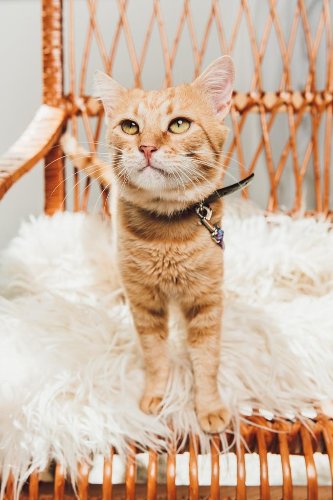 adorabile gatto rosso in piedi sulla sedia a dondolo e guardando in alto
 - Foto, immagini