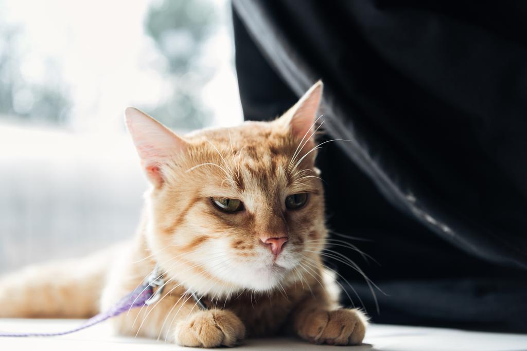 zbliżenie słodkie furry czerwony kot leżący na podłodze w domu - Zdjęcie, obraz