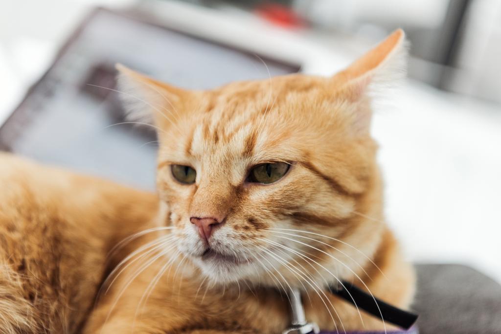 vue rapprochée de chat rouge poilu mignon couché et regardant loin
 - Photo, image