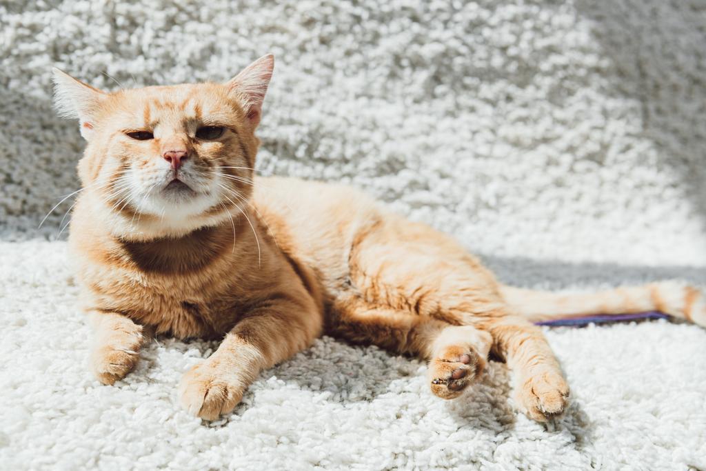 söpö punainen kissa makaa valkoisella matolla ja katselee kameraa
 - Valokuva, kuva