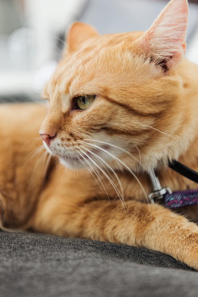 γκρο πλαν θέα θεραπεία κόκκινο γάτα βλέπει μακριά εσωτερική - Φωτογραφία, εικόνα