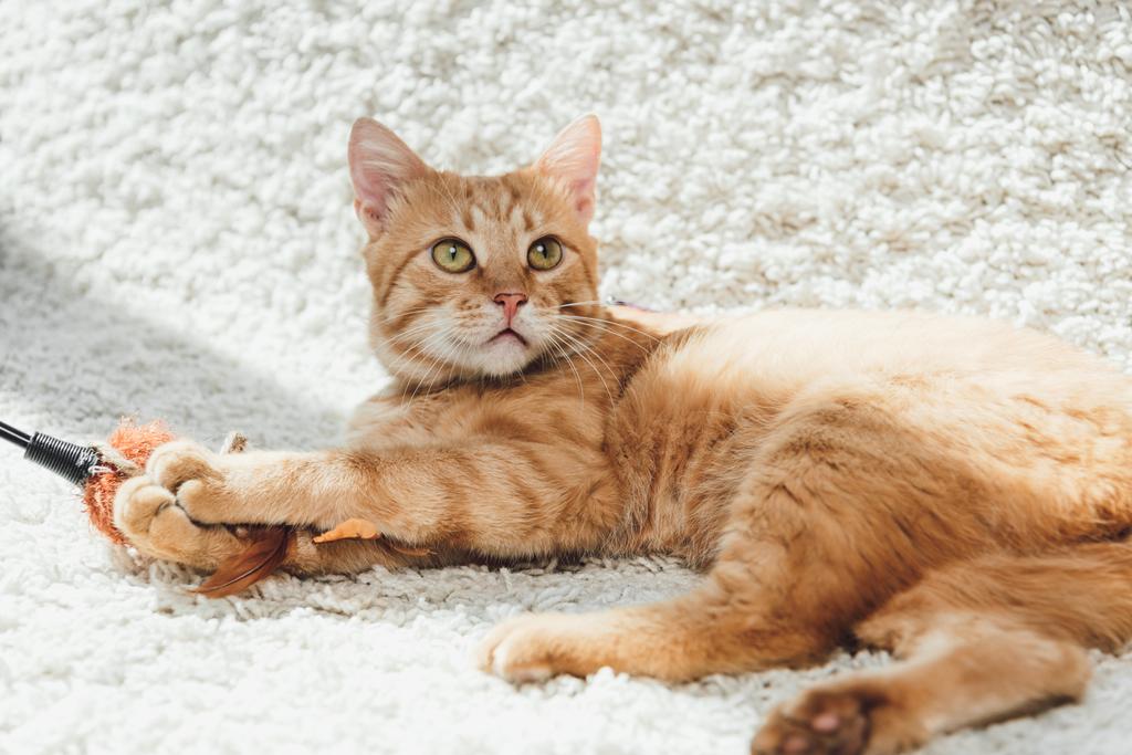 見上げると白いじゅうたんの上に横たわる美しい毛皮のような生姜猫 - 写真・画像