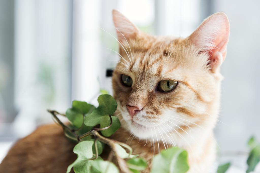 vista close-up de belo gato vermelho e planta de sala com folhas verdes
 - Foto, Imagem