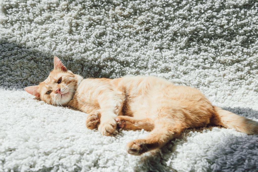 Hochwinkelaufnahme der schönen roten Katze, die auf weißem Teppich liegt und in die Kamera schaut - Foto, Bild