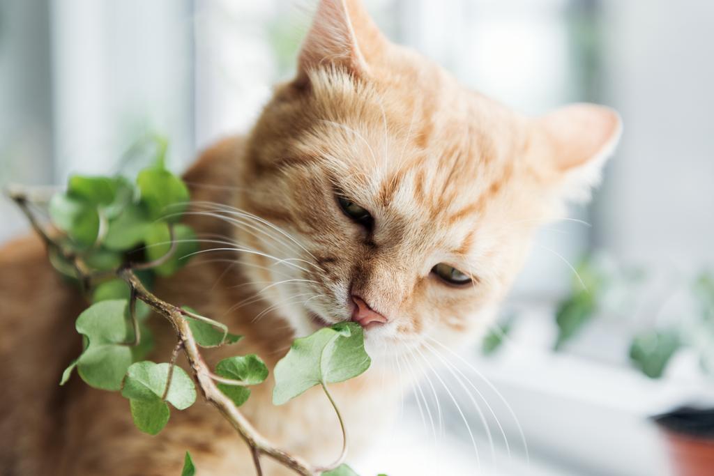 vue rapprochée du chat rouge mignon mangeant une plante d'intérieur verte
 - Photo, image
