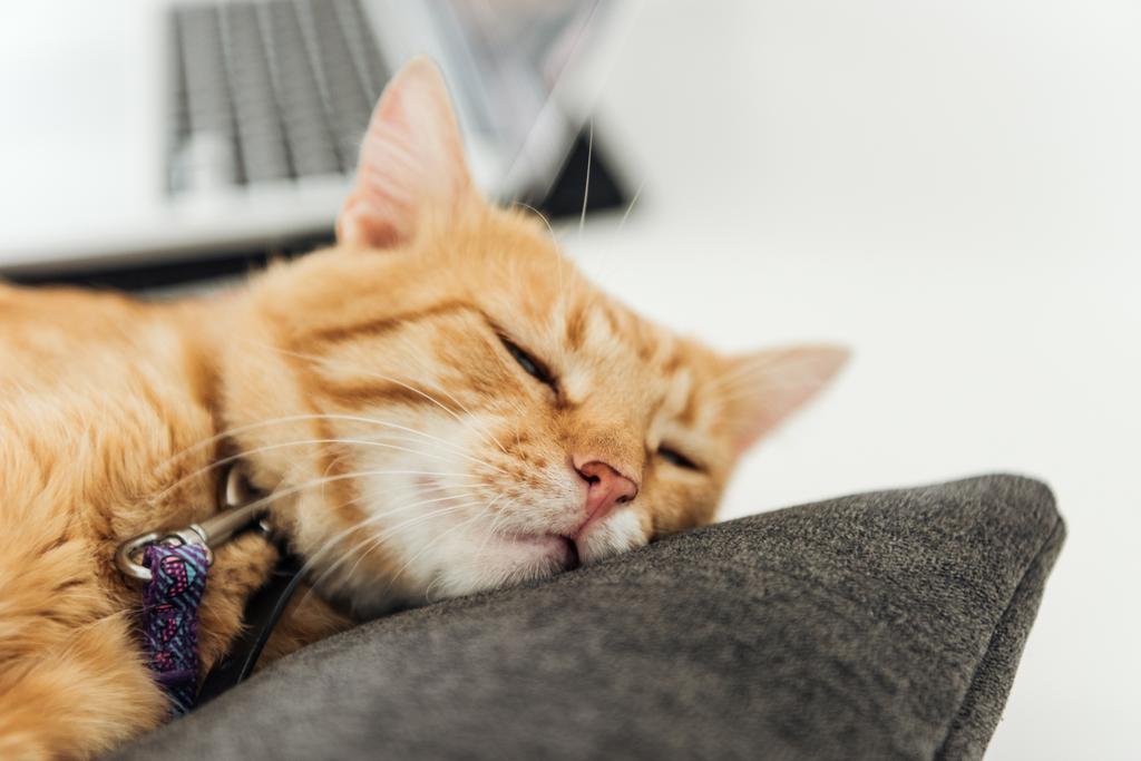 vista de cerca de gato rojo divertido durmiendo en cojín gris
 - Foto, Imagen