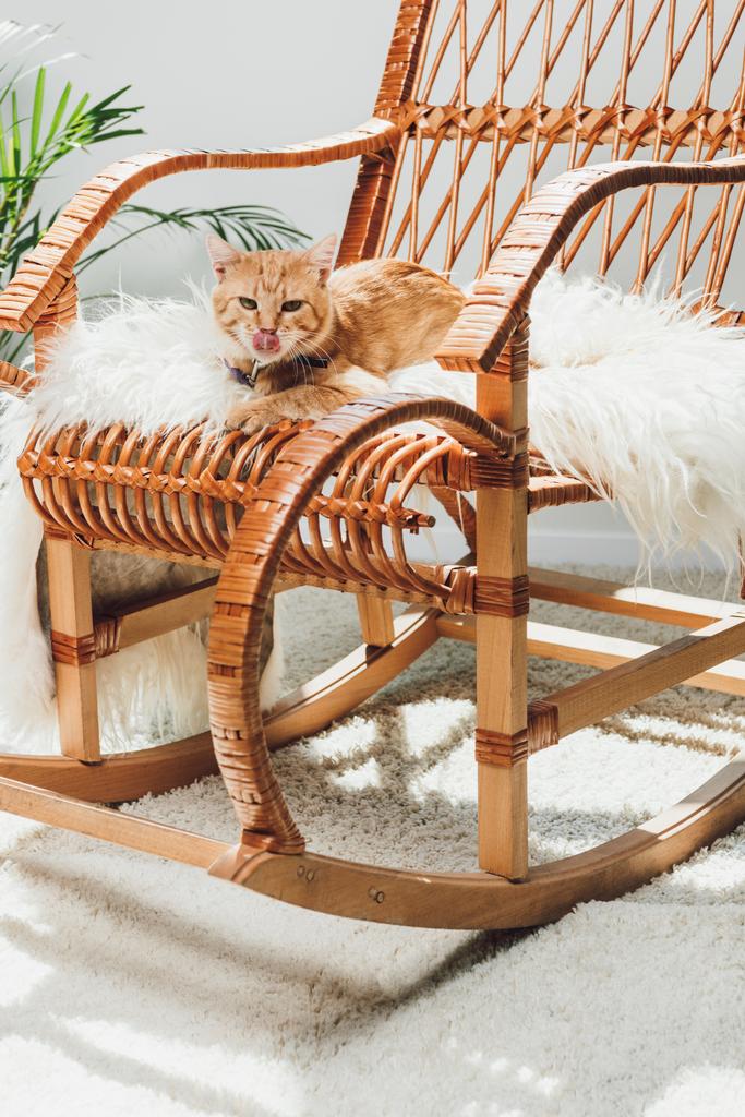 ładny kot czerwony lizanie kaganiec i leżąc na fotelu bujanym - Zdjęcie, obraz