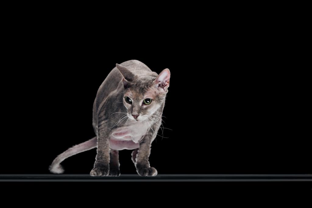 doméstico cinza sphynx gato em movimento e olhando para longe isolado no preto
 - Foto, Imagem