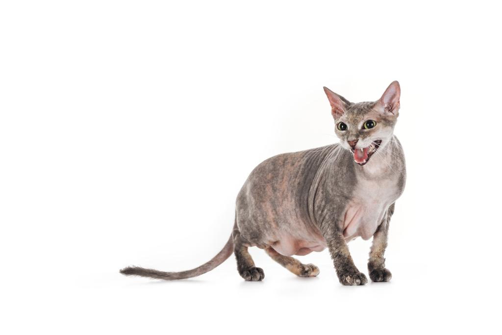 domestic grey sphynx cat standing and meowing isolated on white - Photo, Image