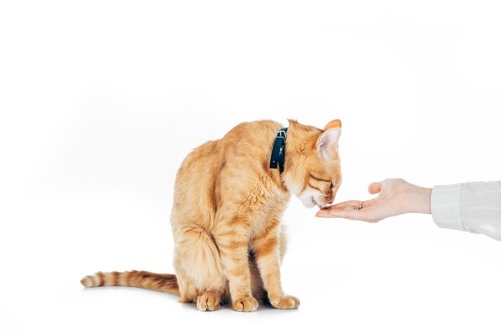 recortado imagen de la mujer alimentación lindo doméstico jengibre gato aislado en blanco
 - Foto, imagen