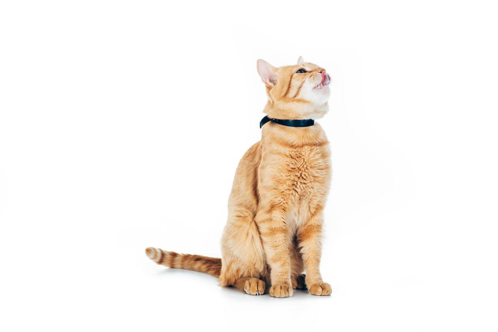 lindo gato rojo doméstico en cuello mirando arriba aislado en blanco
 - Foto, imagen