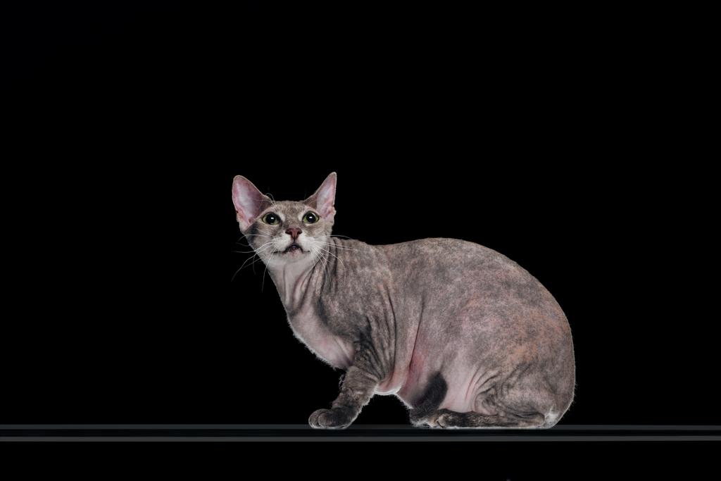 méfiant chat sphynx gris levant les yeux isolé sur noir
  - Photo, image