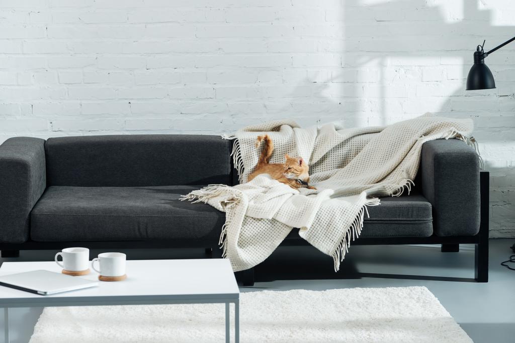 lindo doméstico jengibre gato acostado en sofá en sala de estar
 - Foto, imagen