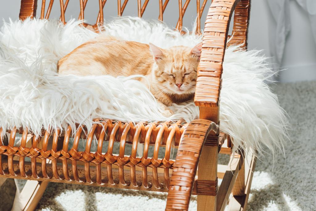 aranyos hazai gyömbér macska alszik a nappaliban hintaszék - Fotó, kép
