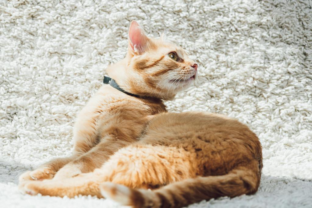 roztomilý kočka domácí červené koukal na bílý měkký koberec v obývacím pokoji - Fotografie, Obrázek