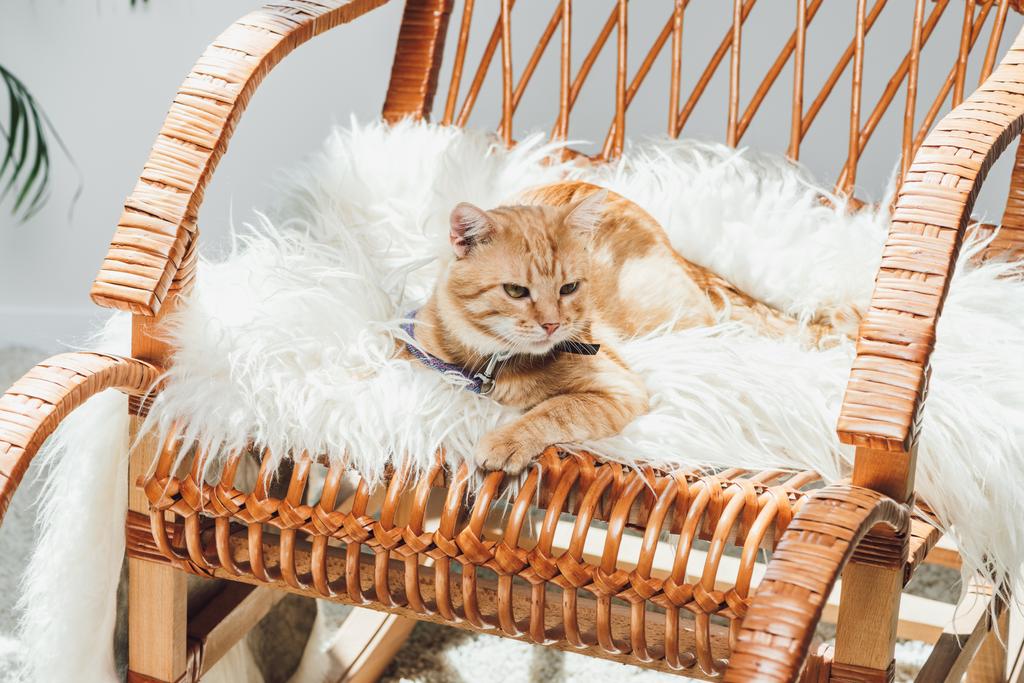 χαριτωμένο κατοικίδια γάτα Τζίντζερ ξαπλωμένος σε κουνιστή καρέκλα στο σαλόνι - Φωτογραφία, εικόνα